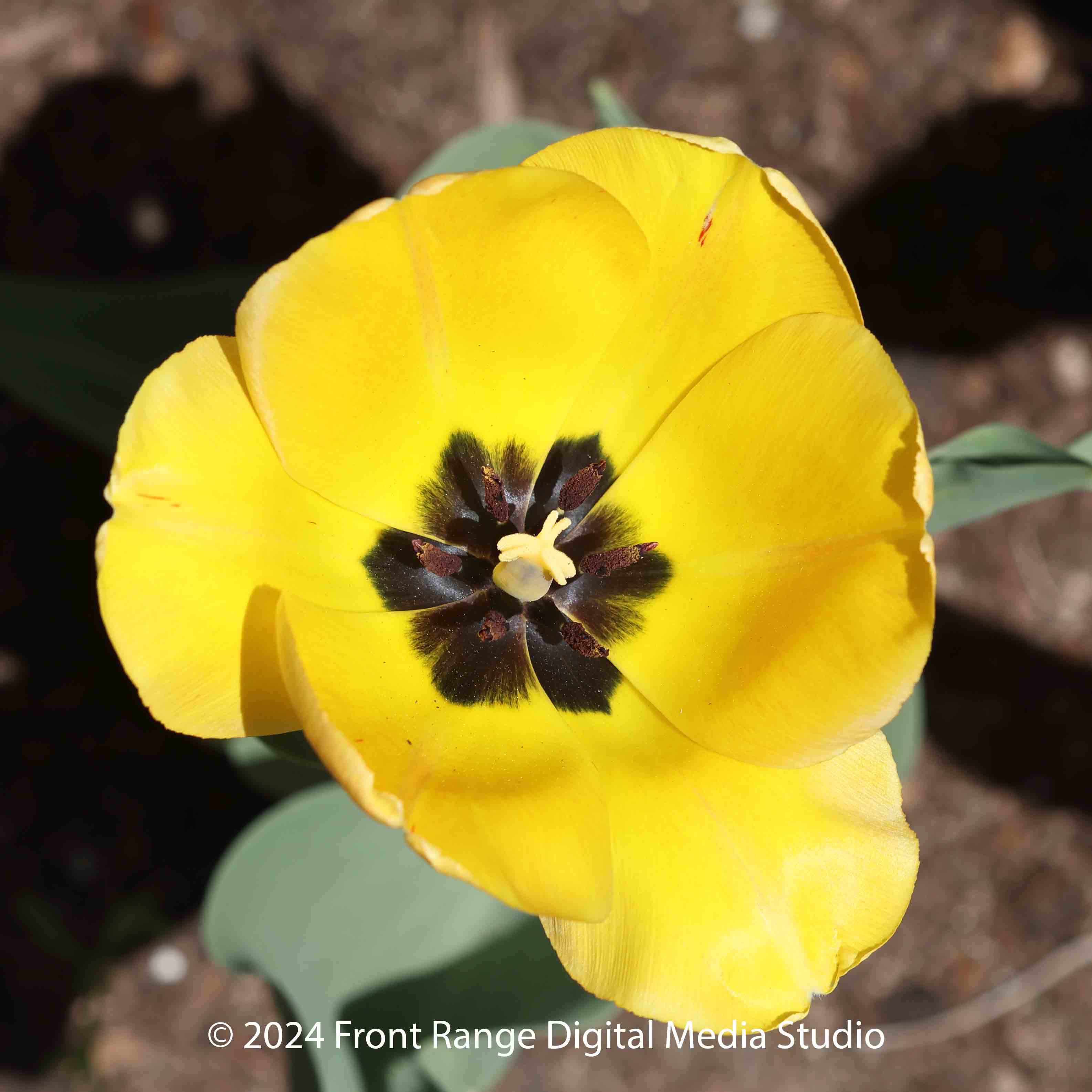 Yellow Flower Close