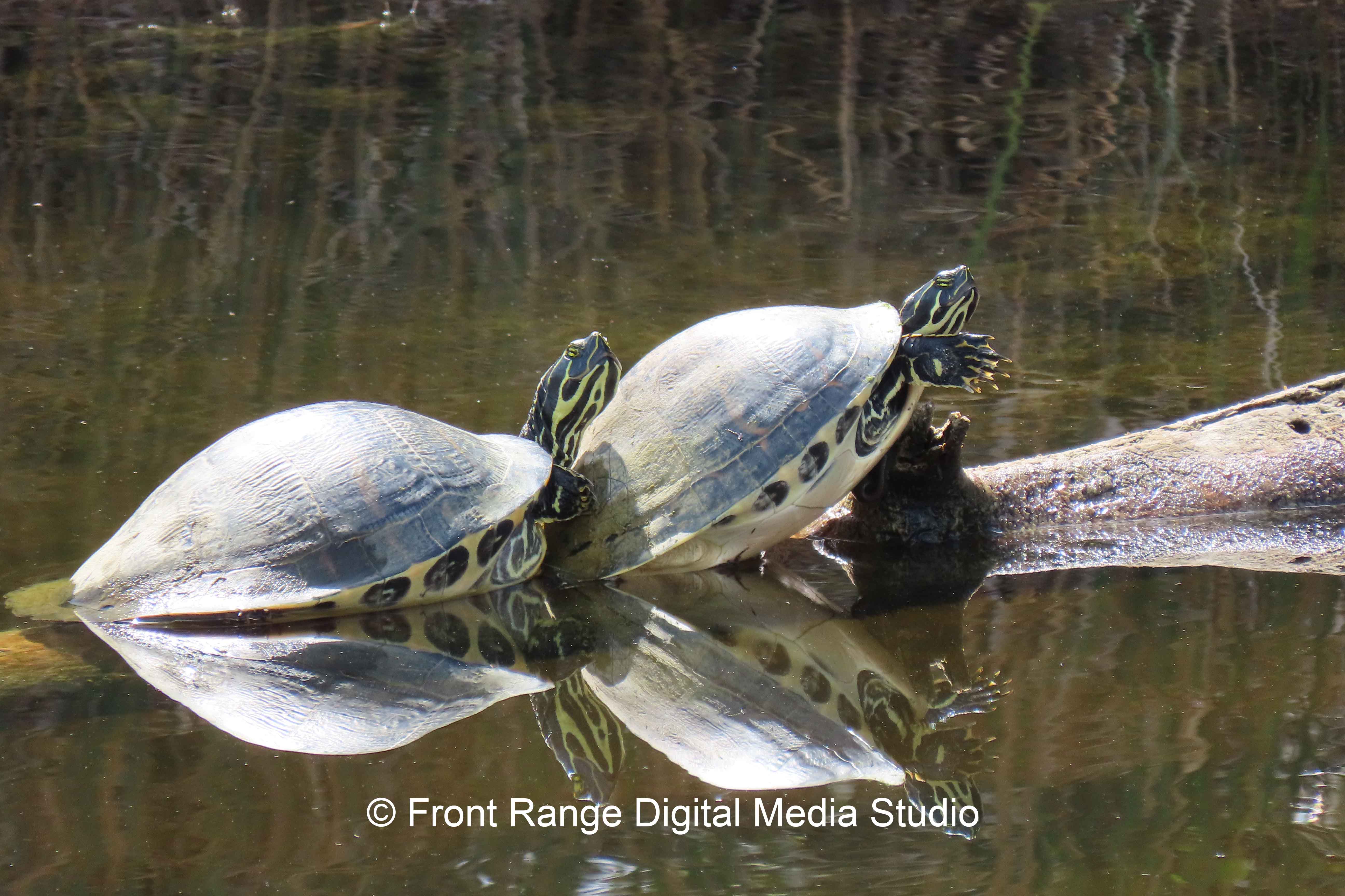 Two turtles on a reflecting pond